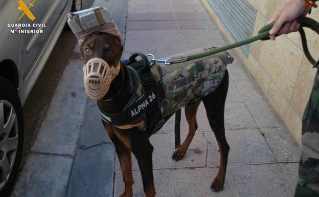 Imagen del dobermann