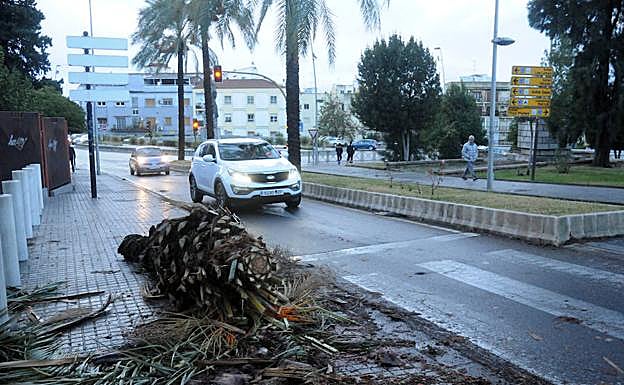 Palmera partida junto a la Casa del Mitreo::