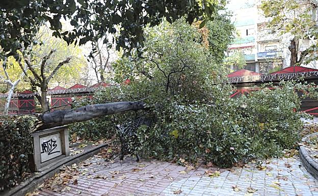 Árbol caído en el Paseo de Cánovas, en Cáceres