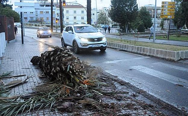 El fuerte viento derribó una palmera junto a la Casa del Mitreo, en Mérida:: BRÍGIDO