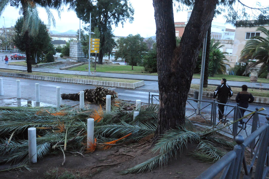 Mérida registró vientos fuertes que provocaron caídas de ramas,alguna palmera y cortes de luz en el centro de la ciudad
