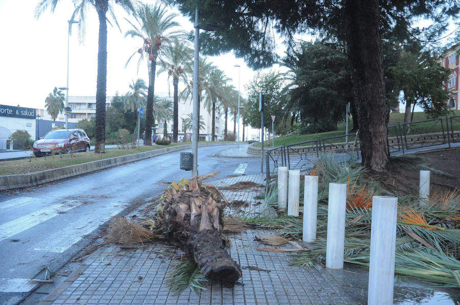 Mérida registró vientos fuertes que provocaron caídas de ramas,alguna palmera y cortes de luz en el centro de la ciudad