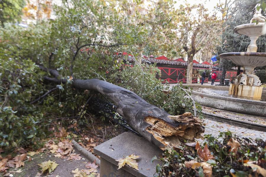 Árbol caído en Cánovas, en Cáceres.