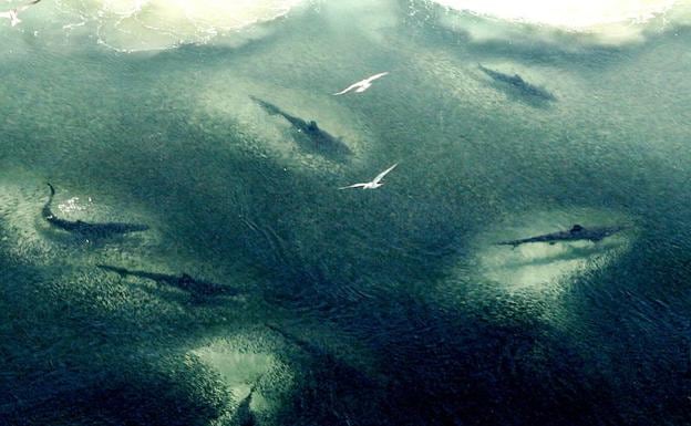 Varios tiburones en aguas australianas. 