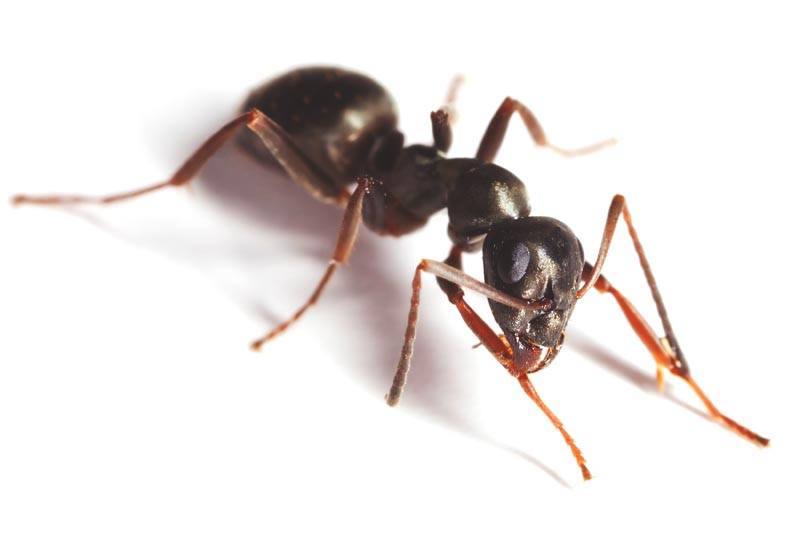 8- Se ha escrito que feroces hormigas fueron las causantes de la huida de los habitantes de Aldeacentenera