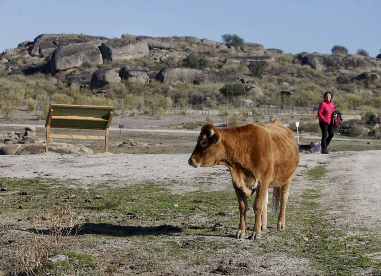 Los turistas que llegan al Barrueco de Arriba para ver el escenario de la gran batalla se encuentran el campo lleno de vacas