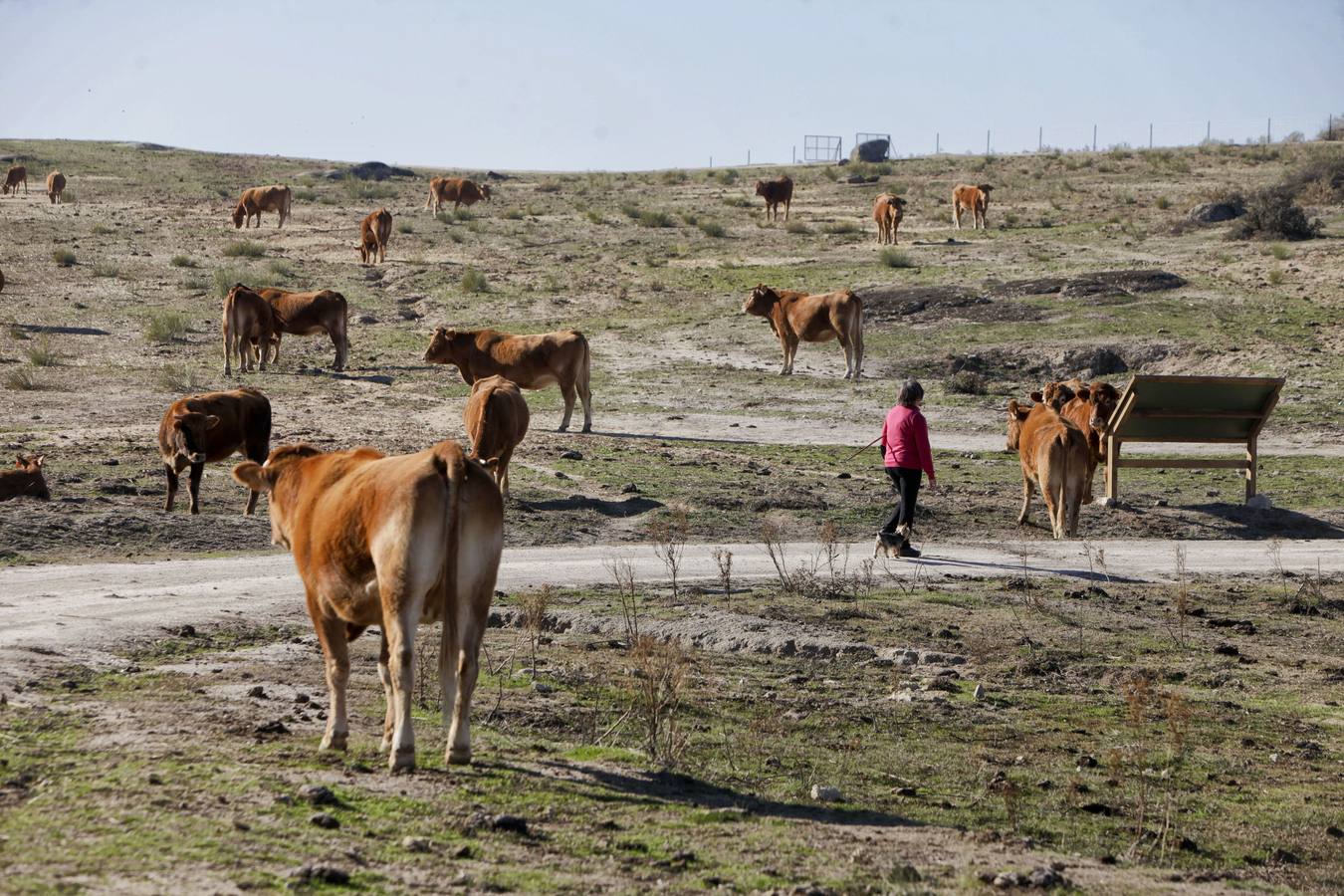Los turistas que llegan al Barrueco de Arriba para ver el escenario de la gran batalla se encuentran el campo lleno de vacas