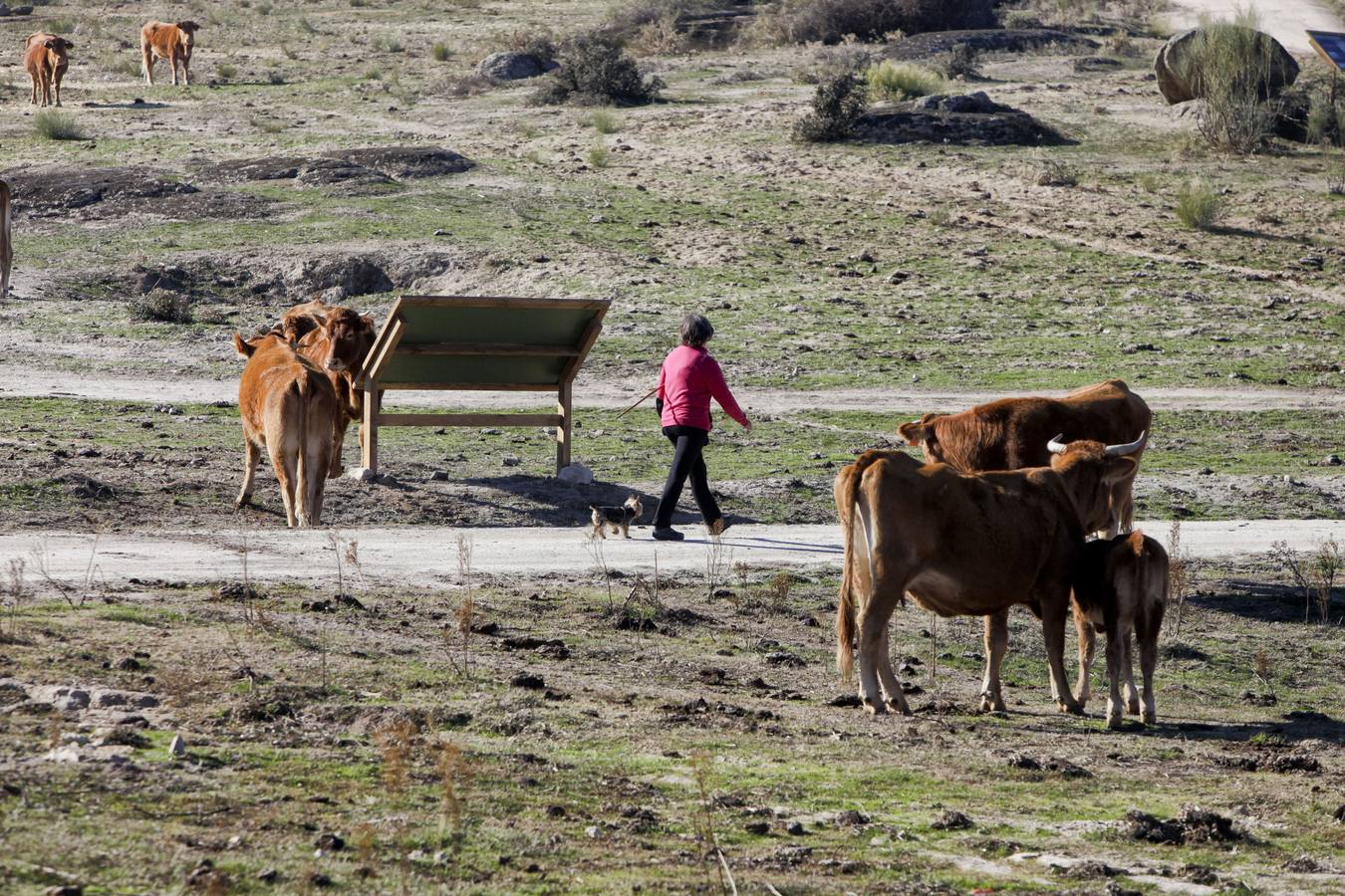 Los turistas que llegan al Barrueco de Arriba para ver el escenario de la gran batalla se encuentran el campo lleno de vacas