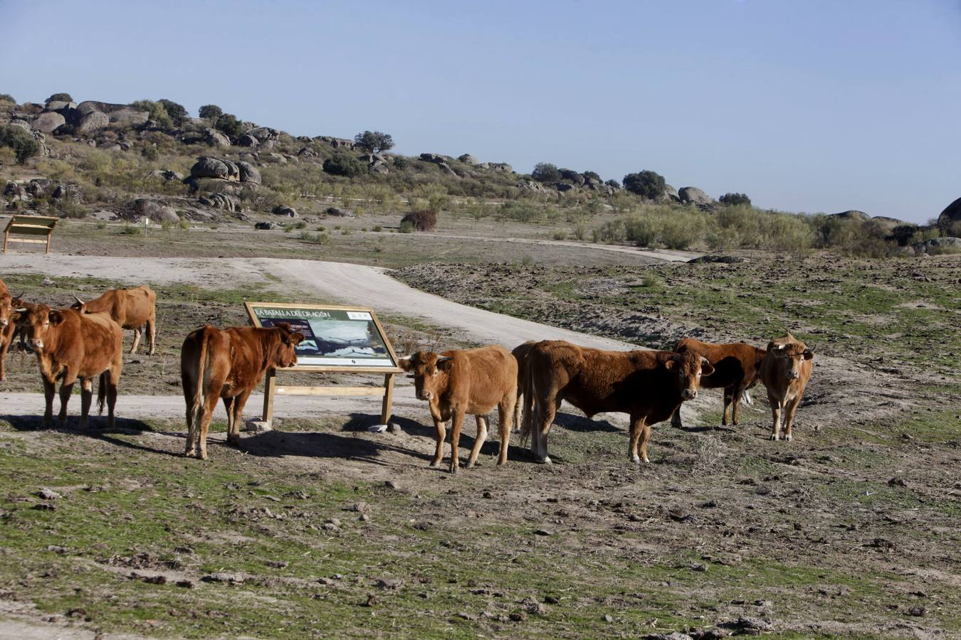 Los turistas que llegan al Barrueco de Arriba para ver el escenario de la gran batalla se encuentran el campo lleno de vacas