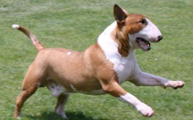 Un ejemplar de bull terrier como el que causó el ataque.