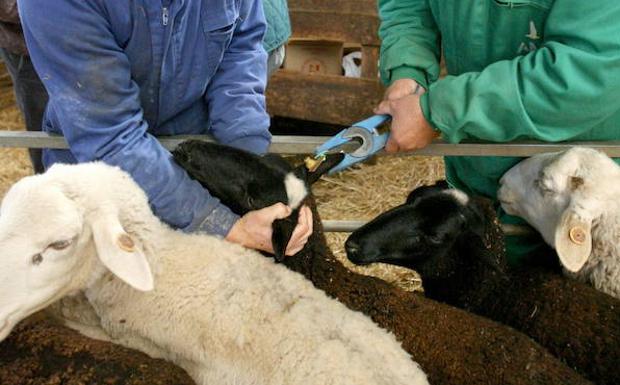 Vacunación en una explotación ovina contra la lengua azul.:: HOY