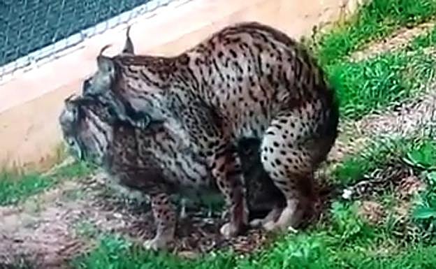 Comienza la temporada reproductora del lince ibérico en Zarza de Granadilla