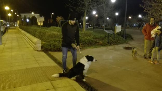 El último perro vivía en la zona del polideportivo. :: g. c.