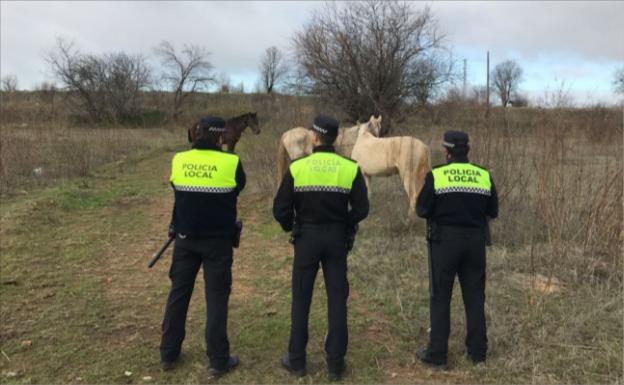 Agentes de la Policía Local junto a algunos de los animales retirados:: HOY