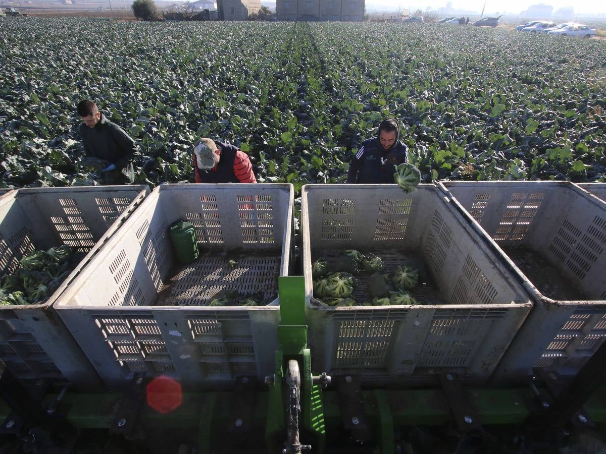 La sequía en Murcia llena de brócoli las vegas del Guadiana