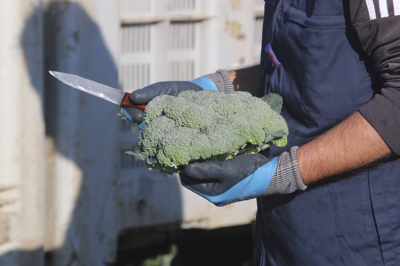 La sequía en Murcia llena de brócoli las vegas del Guadiana