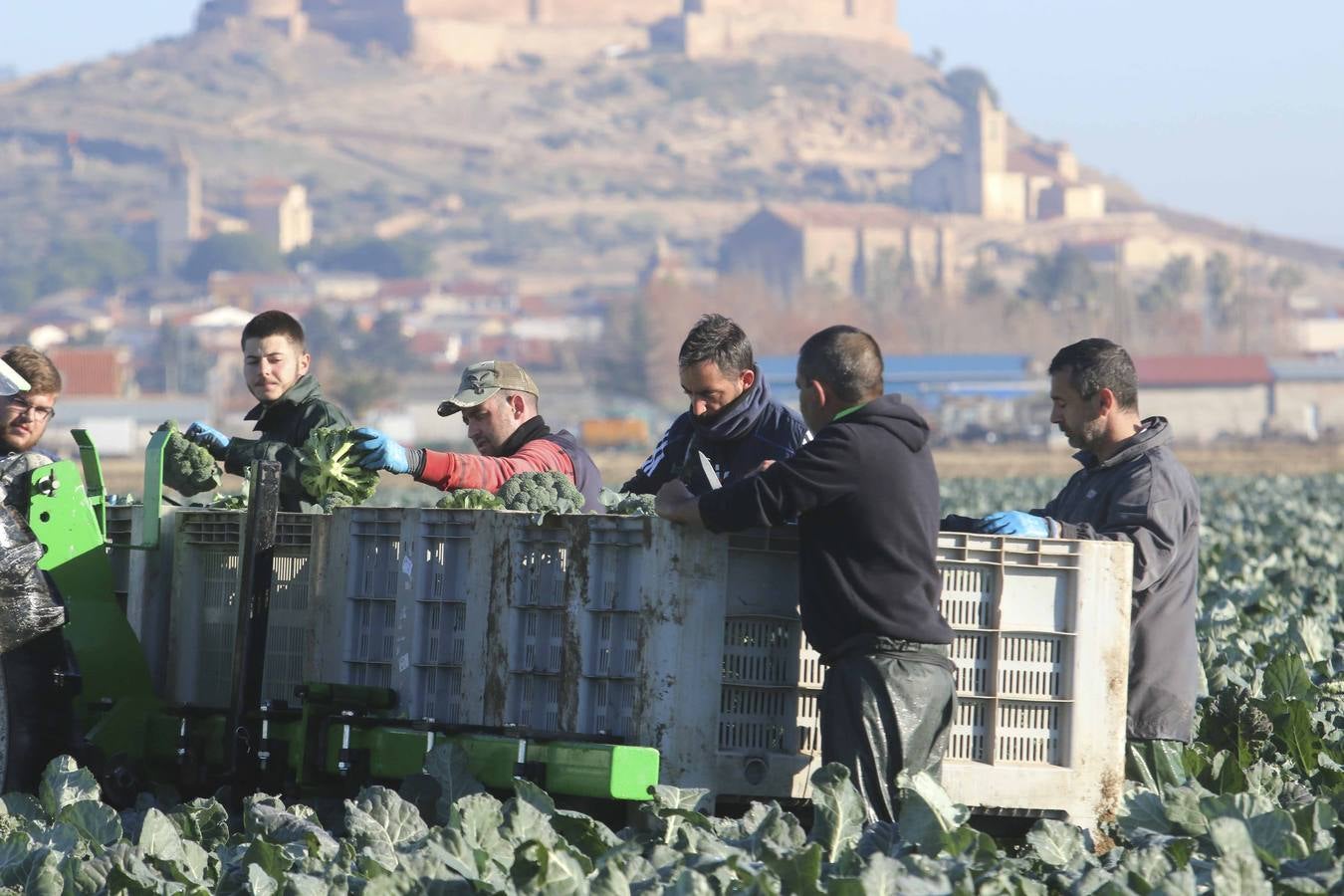 La sequía en Murcia llena de brócoli las vegas del Guadiana