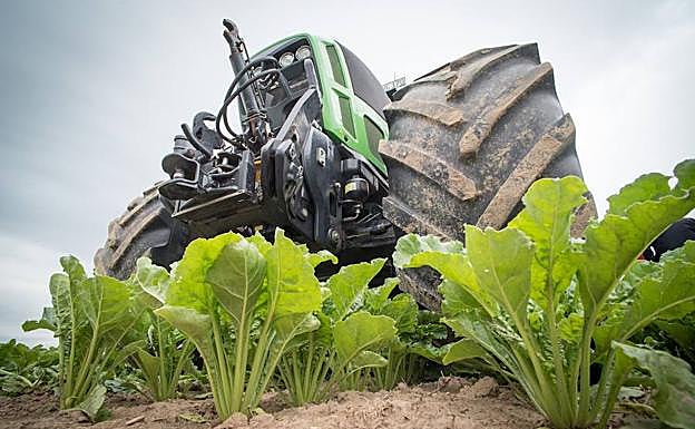 Cultivo de remolacha