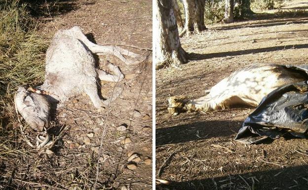 Animales muertos allí tirados.