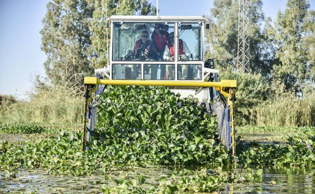 170.000 toneladas de camalote retiradas en 2017 en el tramo extremeño del Guadiana