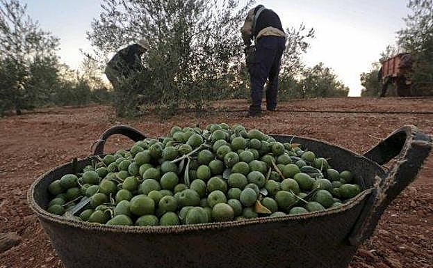De aceitunas negras a verdes, la alternativa ante los aranceles de EE UU