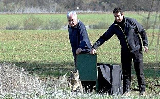 Comienzan las liberaciones de ejemplares de lince ibérico en Extremadura.
