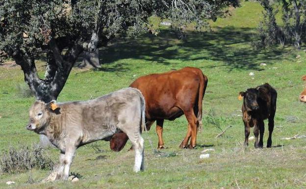 Asaja afea a la Junta que ponga una tasa a los ganaderos de vacuno para pagar los préstamos de la sequía