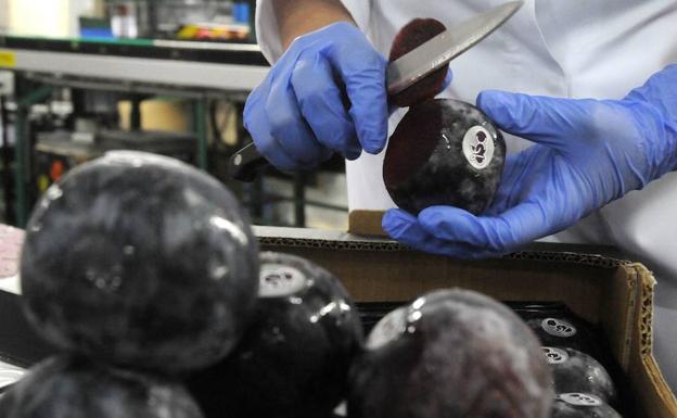La Unión reclama al Ministerio que la ciruela extremeña reciba «el mismo trato» que otras frutas de hueso