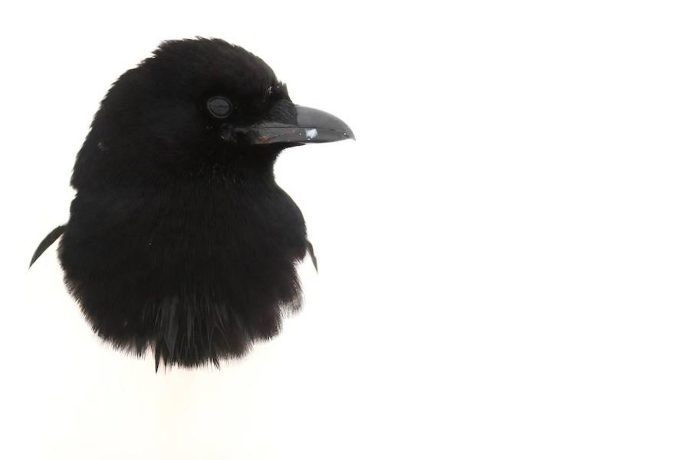 'Negro sobre blanco' | Accésit Canon.