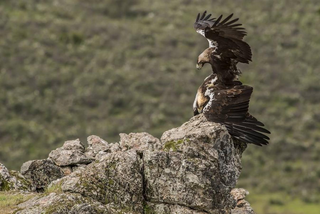 'Pasión imperial' | Accésit Fujifilm España.