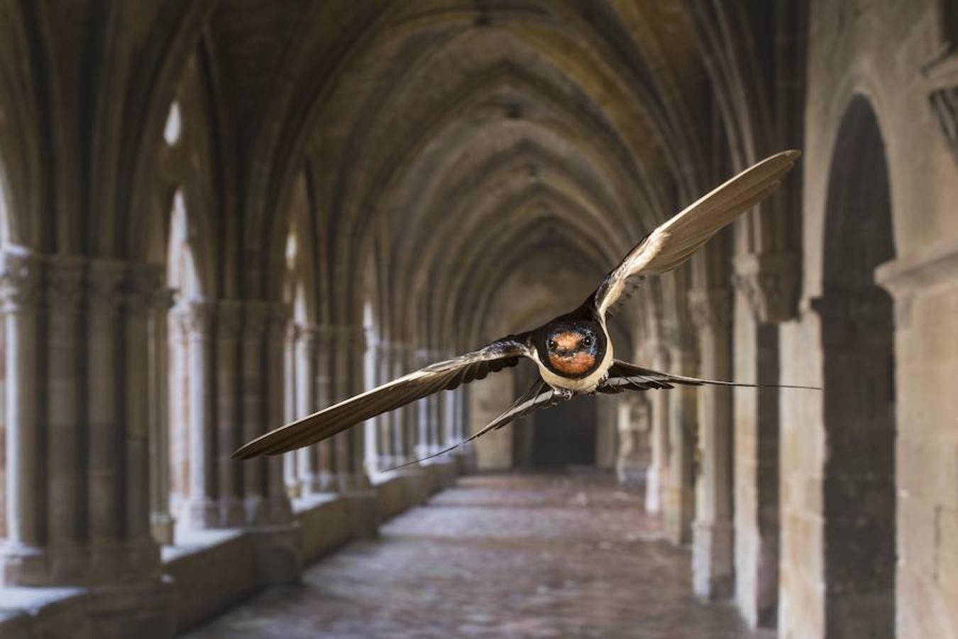 'Claustro' | Accésit Skua Nature.