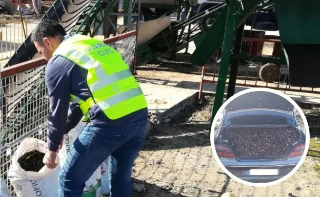 Nueve investigados por el hurto de ocho toneladas de aceitunas en la provincia cacereña