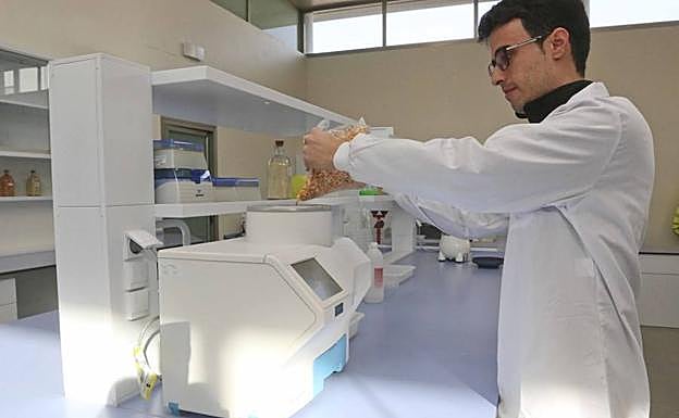 Imagen principal - Sémola de maíz extremeña para cerveza y &#039;snacks&#039; de todo el mundo