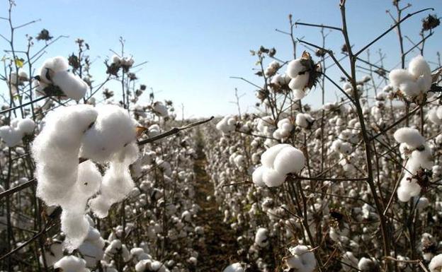 La región pierde 20 millones por no acceder a las ayudas al algodón, según La Unión