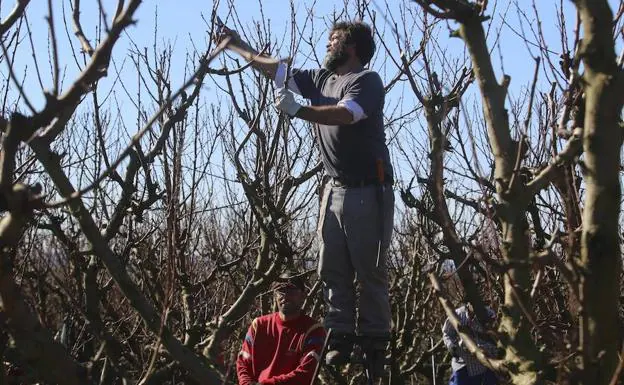 Cuadrilla de jornaleros podando y preparando los árboles para la primavera