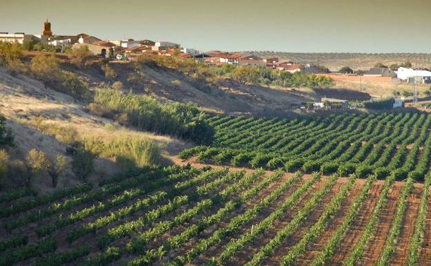 Los viticultores extremeños pueden pedir desde este martes las ayudas para la reconversión del viñedo
