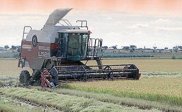 Cultivo de arroz en Extremadura::HOY