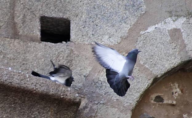 Una guía recoge las 56 especies de aves más comunes de Cáceres