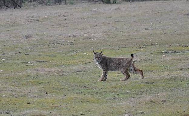 Un lince ibérico muere atropellado en la Ex-105, entre Don Benito y Guareña
