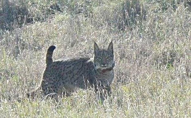El viernes, 23 de febrero, se liberó en el área del Matachel a una hembra llamada 'Osadía'