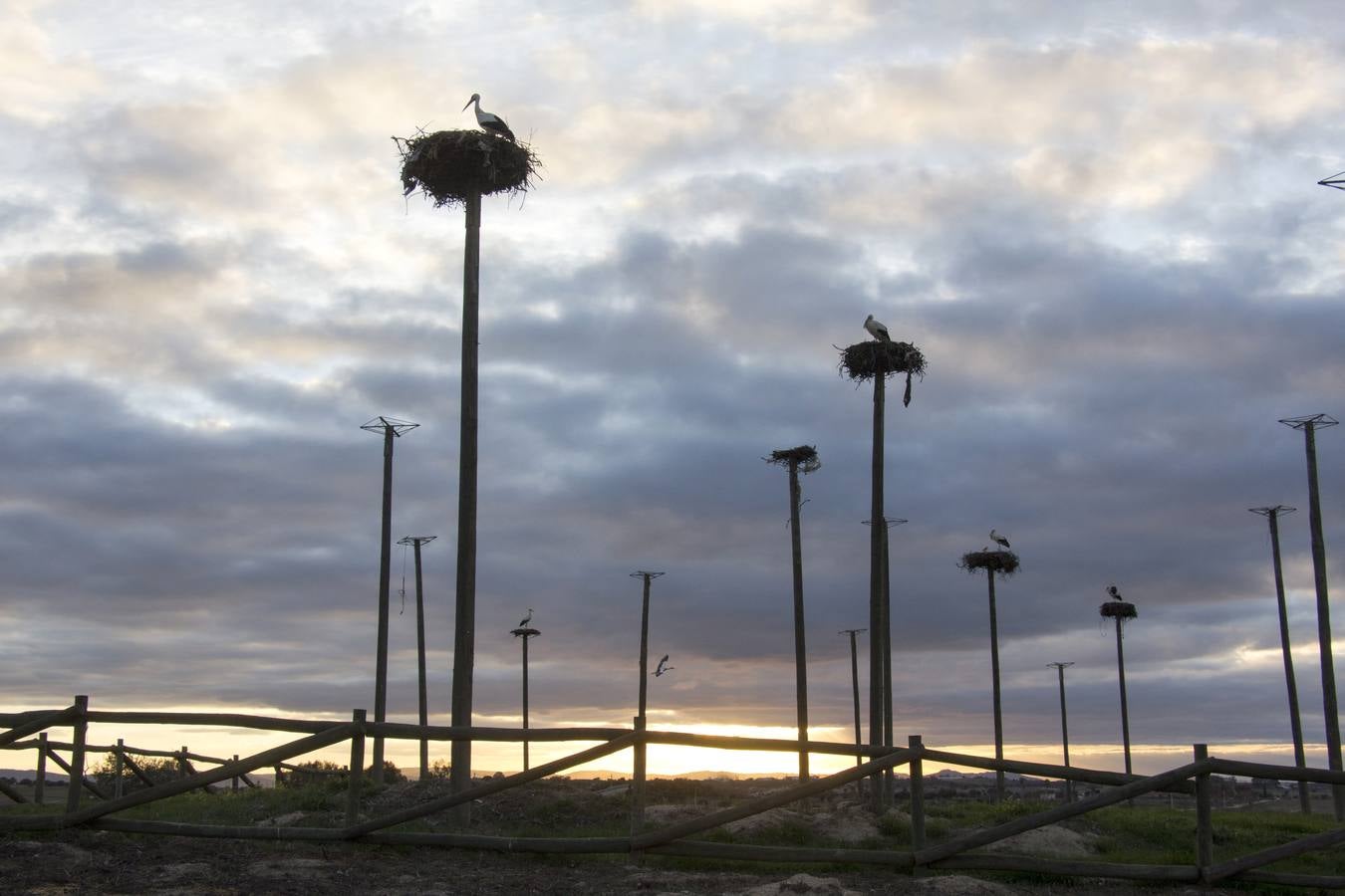Cada vez hay menos aves en zonas como el casco histórico de Cáceres o Plasencia, lugares donde hasta hace pocos años era muy común verlas