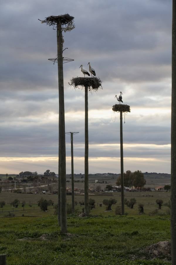 Cada vez hay menos aves en zonas como el casco histórico de Cáceres o Plasencia, lugares donde hasta hace pocos años era muy común verlas