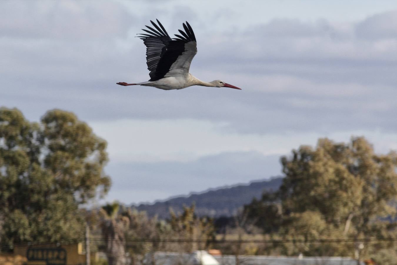 Cada vez hay menos aves en zonas como el casco histórico de Cáceres o Plasencia, lugares donde hasta hace pocos años era muy común verlas