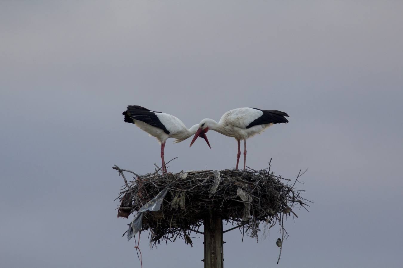 Cada vez hay menos aves en zonas como el casco histórico de Cáceres o Plasencia, lugares donde hasta hace pocos años era muy común verlas