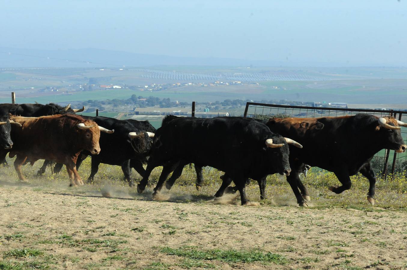 La cría de más de 20.000 cabezas de de este ganado contribuye a mantener intacto el principal ecosistema de la región