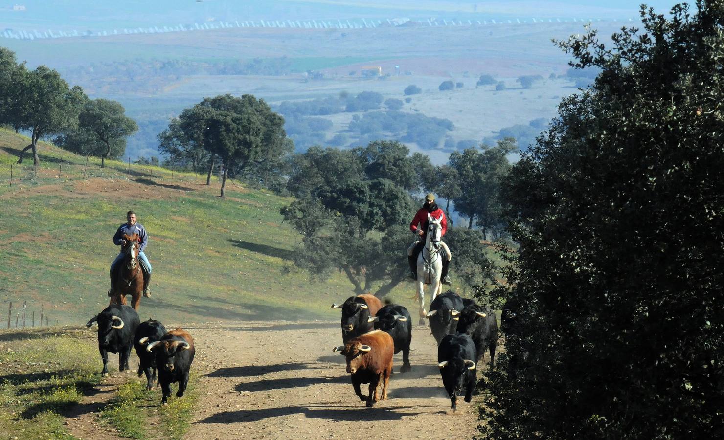 La cría de más de 20.000 cabezas de de este ganado contribuye a mantener intacto el principal ecosistema de la región