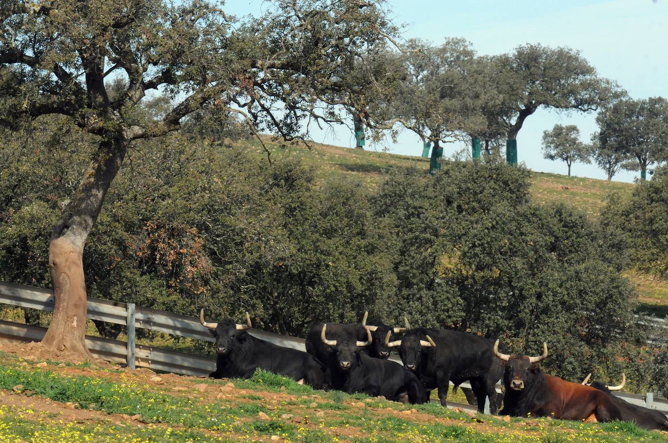 La cría de más de 20.000 cabezas de de este ganado contribuye a mantener intacto el principal ecosistema de la región