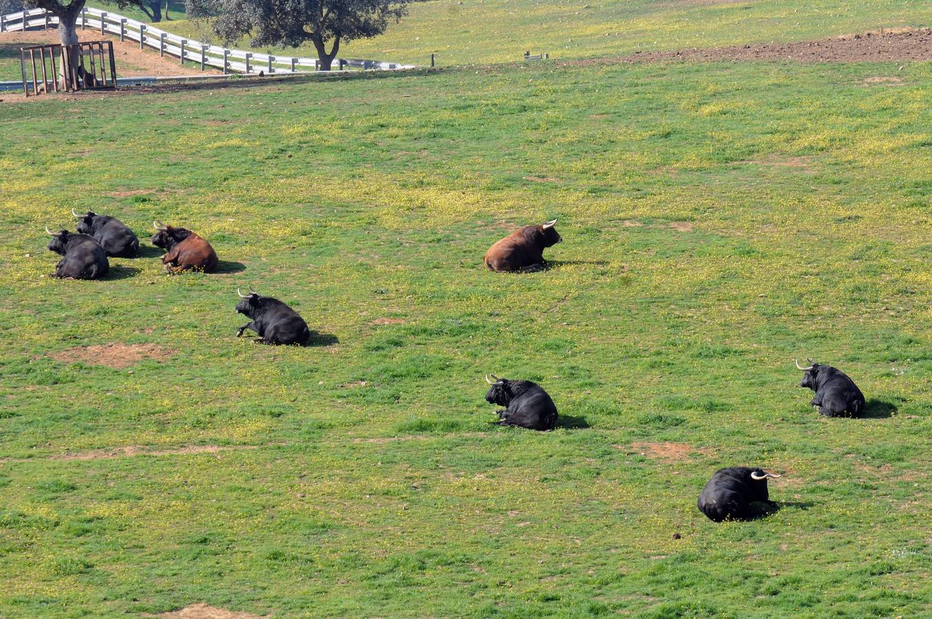 La cría de más de 20.000 cabezas de de este ganado contribuye a mantener intacto el principal ecosistema de la región