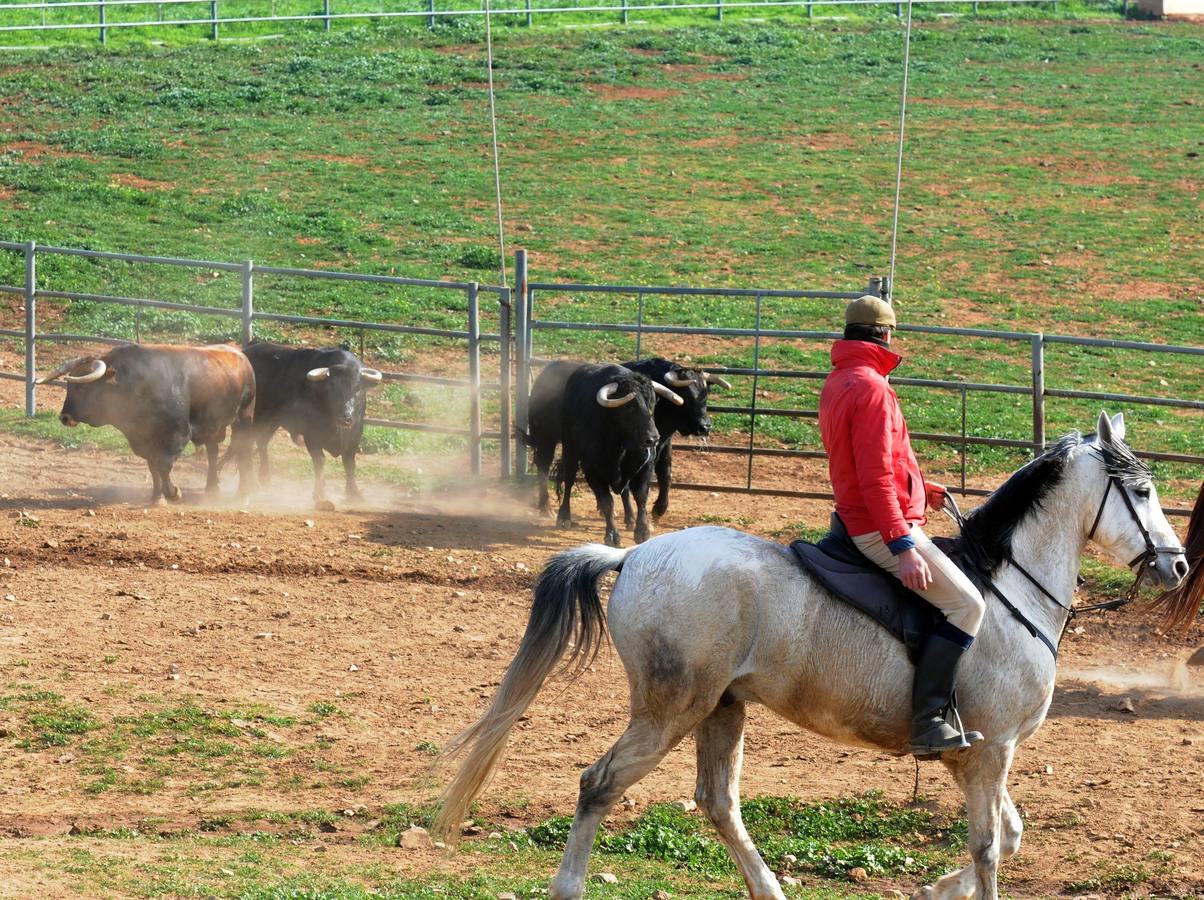 La cría de más de 20.000 cabezas de de este ganado contribuye a mantener intacto el principal ecosistema de la región