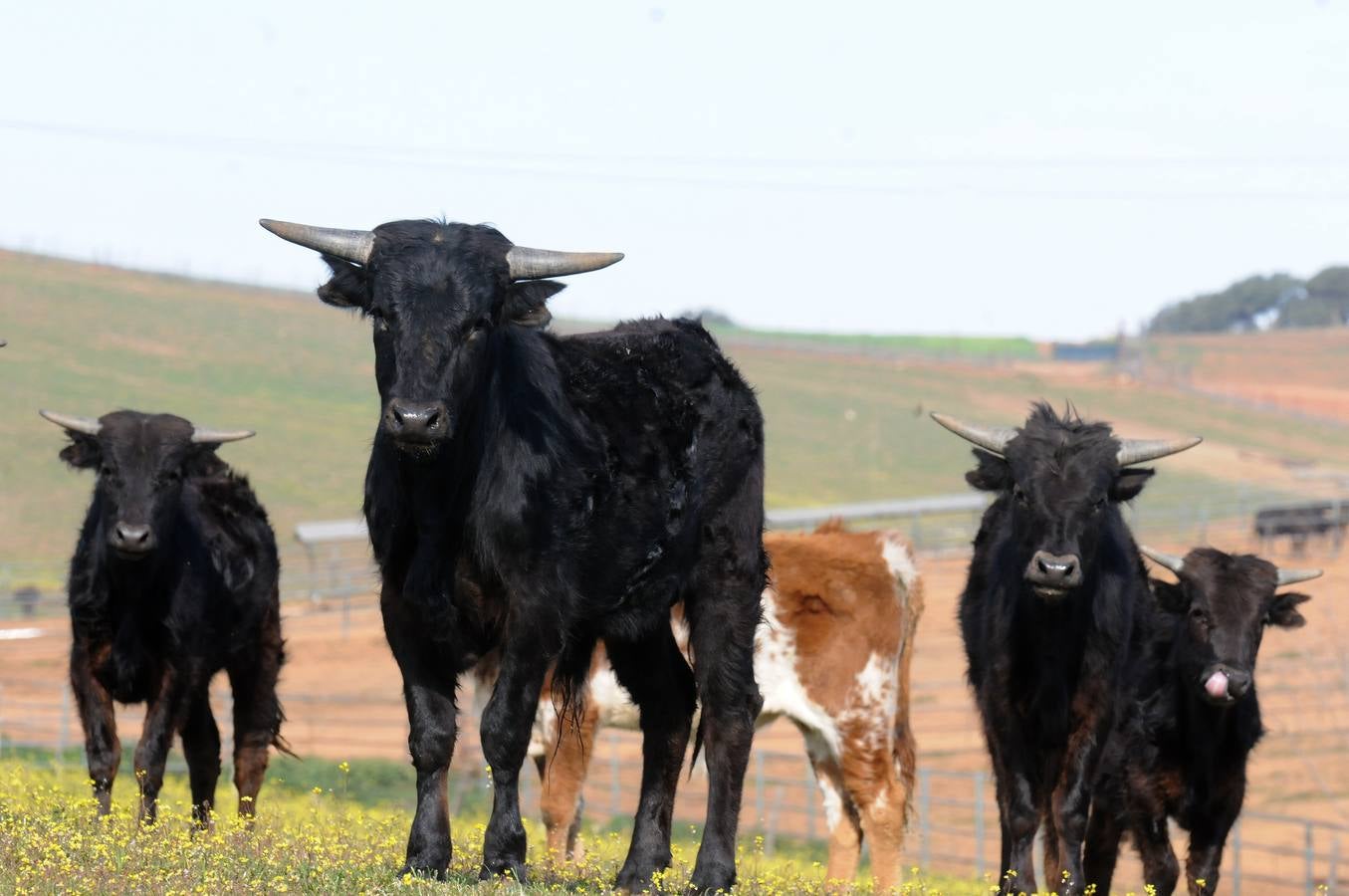 La cría de más de 20.000 cabezas de de este ganado contribuye a mantener intacto el principal ecosistema de la región